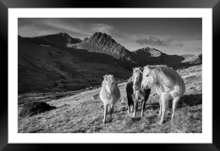Carneddau Ponies near Tryfan Framed Mounted Print by Rory Trappe