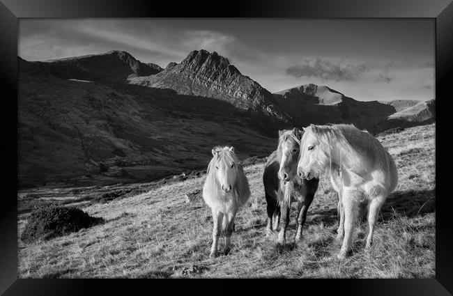 Carneddau Ponies near Tryfan Framed Print by Rory Trappe