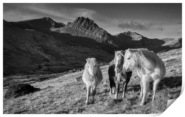 Carneddau Ponies near Tryfan Print by Rory Trappe