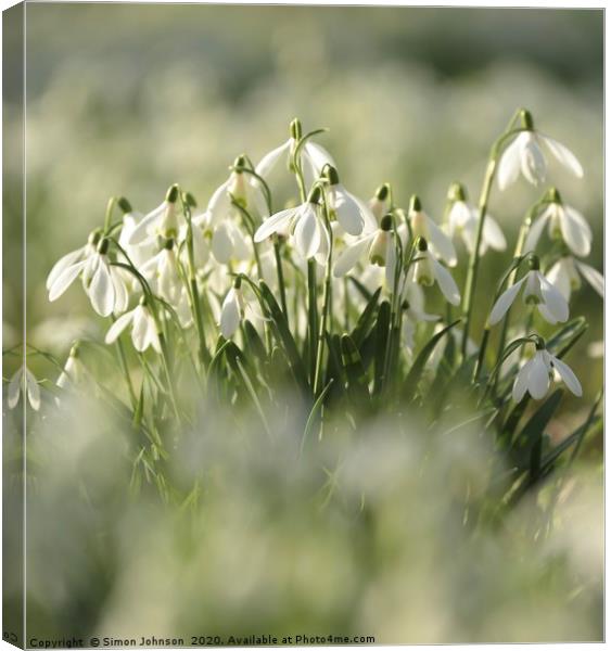 Collection of snowdrops Canvas Print by Simon Johnson