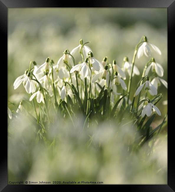 Collection of snowdrops Framed Print by Simon Johnson