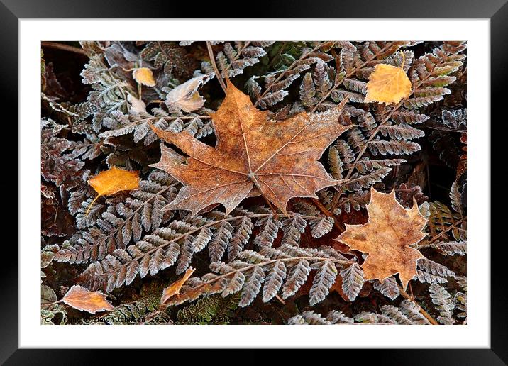 Frosted Ferns and leaves Framed Mounted Print by Simon Johnson