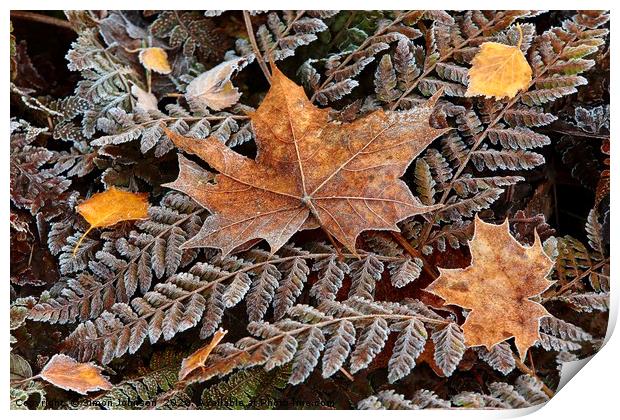 Frosted Ferns and leaves Print by Simon Johnson