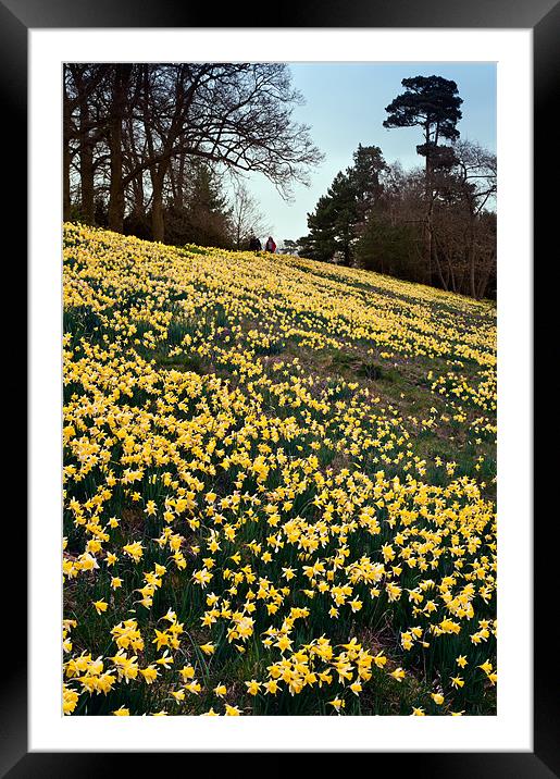 Bank of Daffodils Framed Mounted Print by Stephen Mole