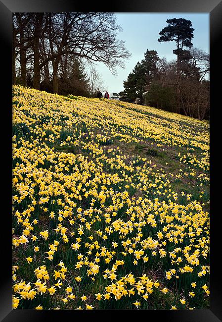 Bank of Daffodils Framed Print by Stephen Mole