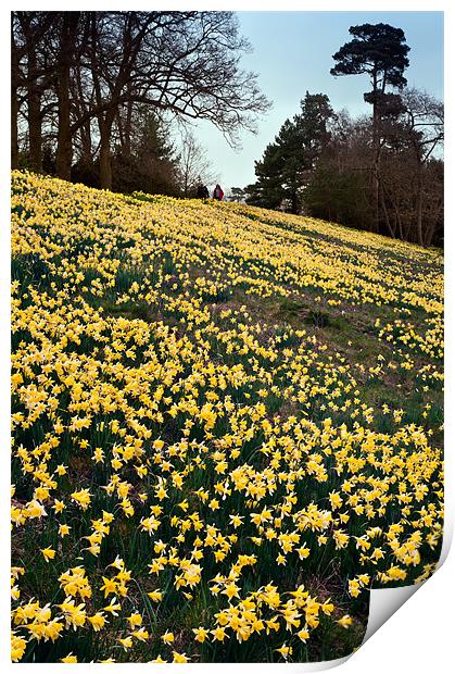Bank of Daffodils Print by Stephen Mole