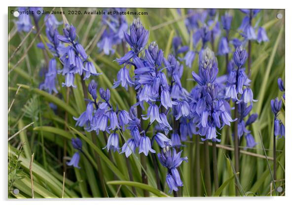English Wild Flowers - Clump of Bluebells Acrylic by Jim Jones