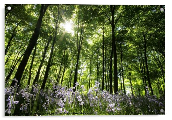 Sunlit bluebell Wood Acrylic by Simon Johnson