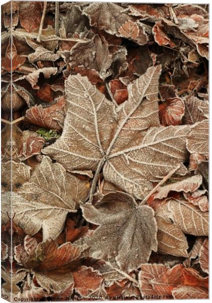 Frosted Leaf Canvas Print by Simon Johnson