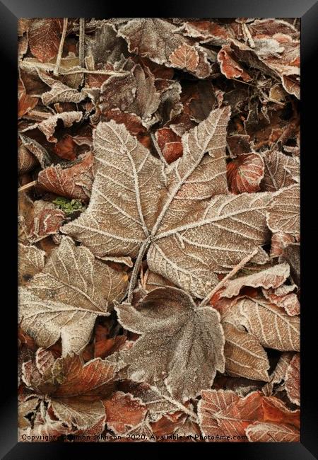 Frosted Leaf Framed Print by Simon Johnson