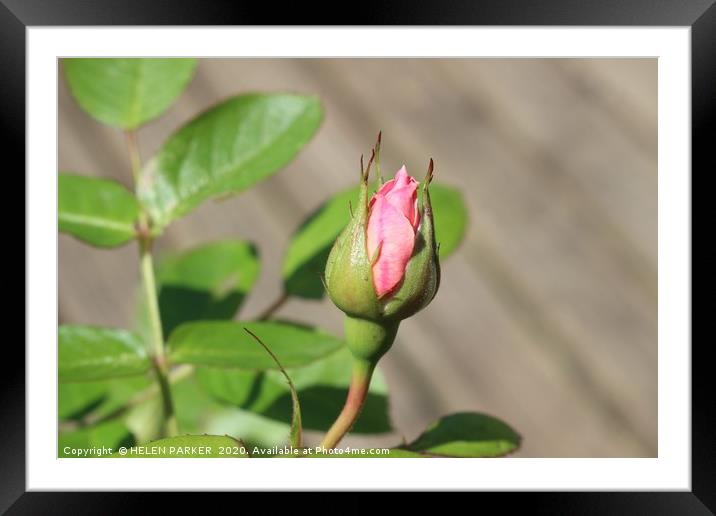 Rosebud beaut Framed Mounted Print by HELEN PARKER