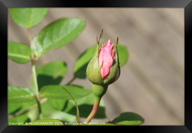 Rosebud beaut Framed Print by HELEN PARKER