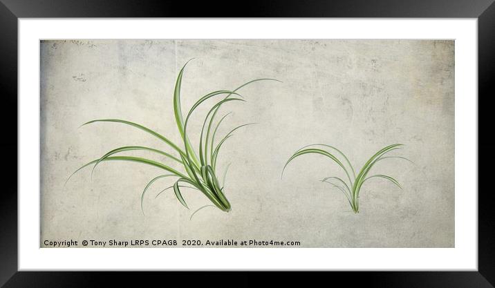 SPIDER PLANTS (Chlorophytum comosum) Framed Mounted Print by Tony Sharp LRPS CPAGB