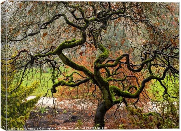Twisted Tree in Winter Canvas Print by Angela Cottingham