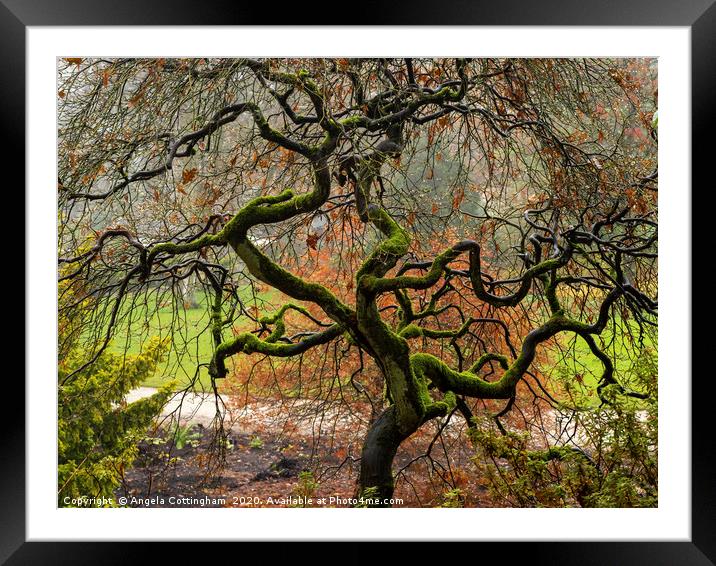 Twisted Tree in Winter Framed Mounted Print by Angela Cottingham