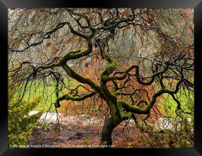 Twisted Tree in Winter Framed Print by Angela Cottingham