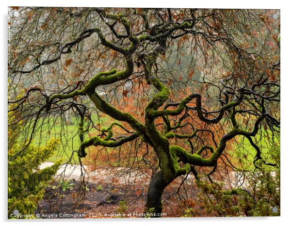 Twisted Tree in Winter Acrylic by Angela Cottingham