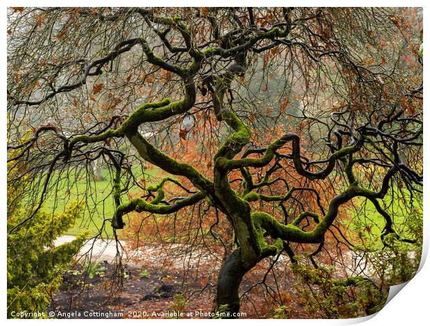 Twisted Tree in Winter Print by Angela Cottingham