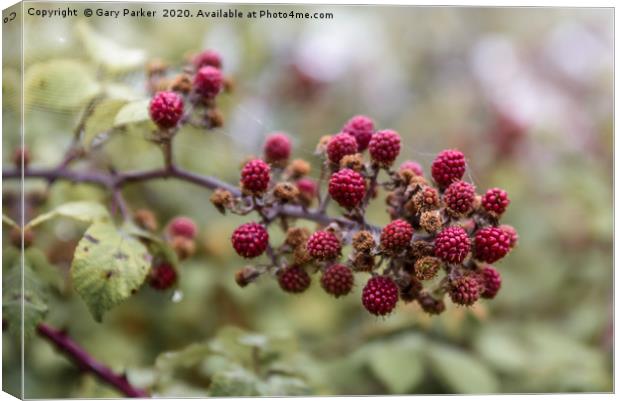 Red blackberry's coming into bloom Canvas Print by Gary Parker