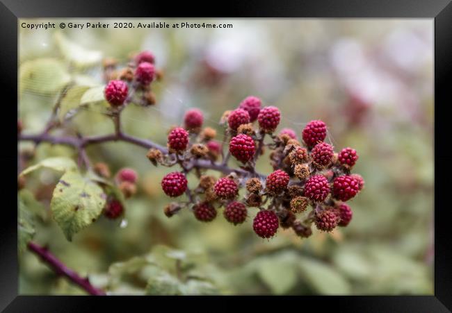 Red blackberry's coming into bloom Framed Print by Gary Parker