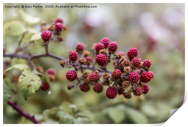 Red blackberry's coming into bloom Print by Gary Parker