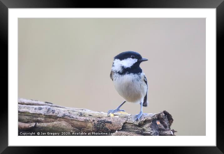 Posing Coal Tit Framed Mounted Print by Jan Gregory