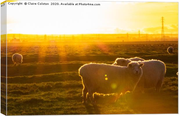 Sheep at Sunset Canvas Print by Claire Colston
