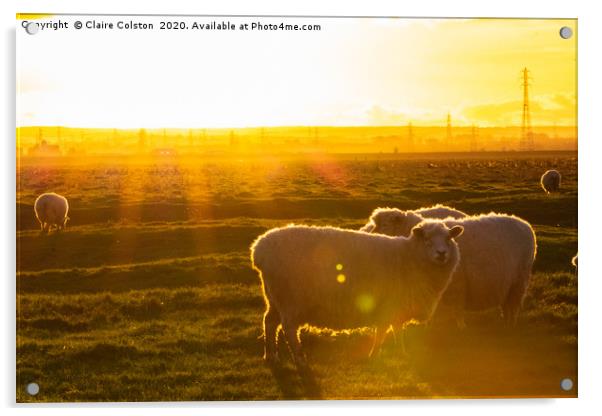 Sheep at Sunset Acrylic by Claire Colston