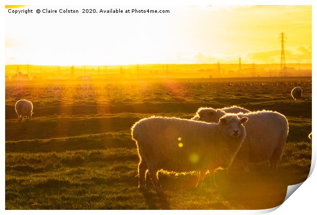 Sheep at Sunset Print by Claire Colston