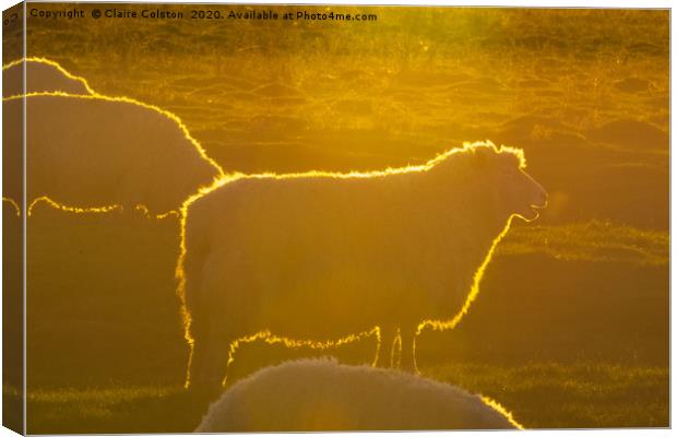 Sheep at Sunset Canvas Print by Claire Colston