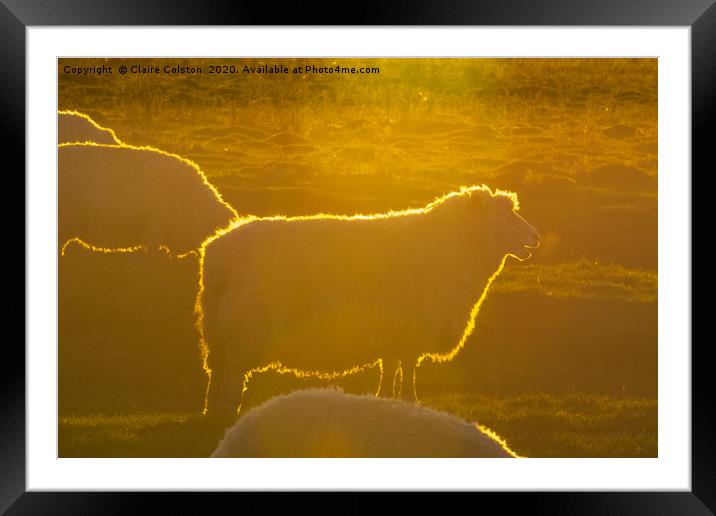 Sheep at Sunset Framed Mounted Print by Claire Colston