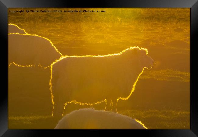 Sheep at Sunset Framed Print by Claire Colston