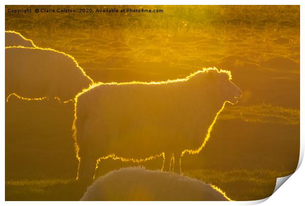 Sheep at Sunset Print by Claire Colston