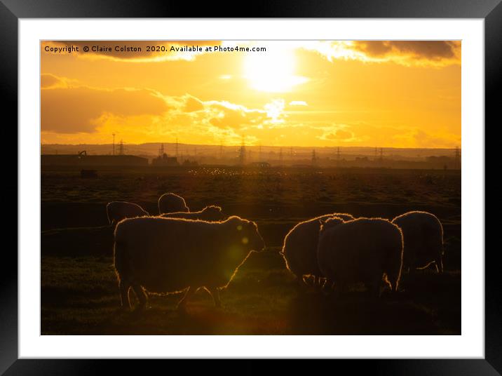 Sheep at Sunset Framed Mounted Print by Claire Colston