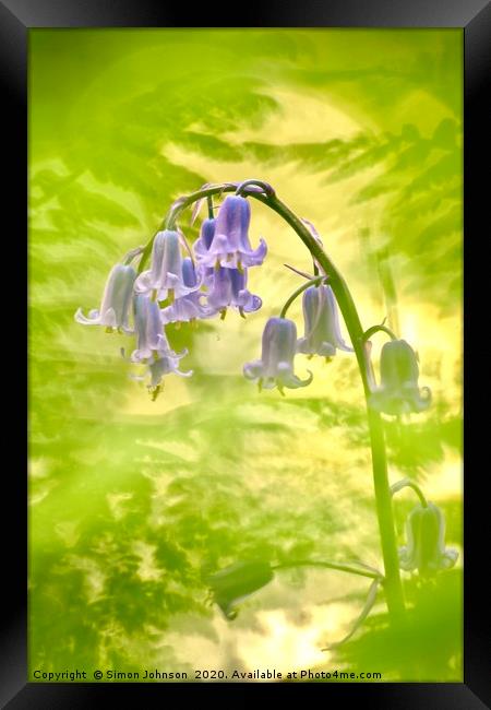 Bluebell shot through fern Framed Print by Simon Johnson