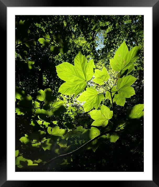 Sunlit leaves Framed Mounted Print by Simon Johnson