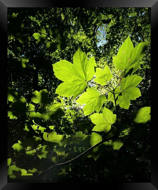 Sunlit leaves Framed Print by Simon Johnson
