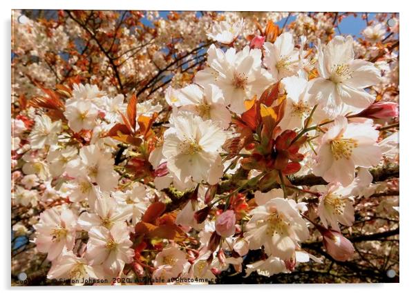 Splash of spring blossom Acrylic by Simon Johnson