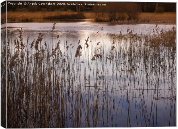 Golden Afternoon Light at Potteric Carr Canvas Print by Angela Cottingham