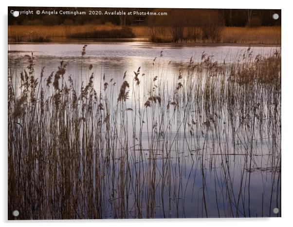 Golden Afternoon Light at Potteric Carr Acrylic by Angela Cottingham