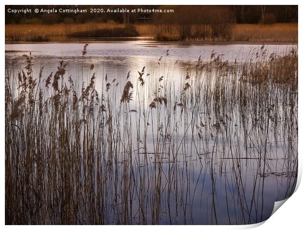 Golden Afternoon Light at Potteric Carr Print by Angela Cottingham