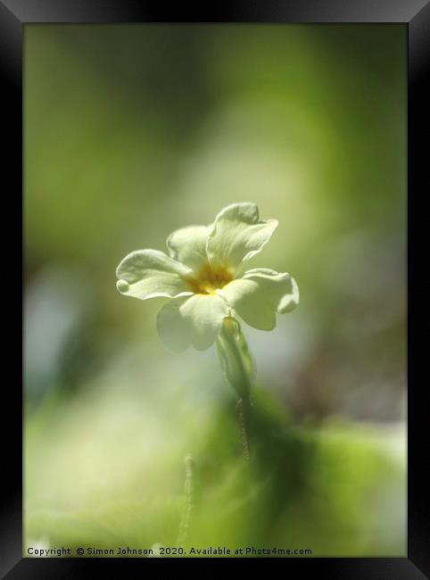 Primrose close up Framed Print by Simon Johnson