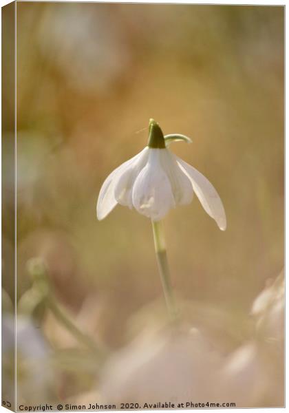 Snowdrop Canvas Print by Simon Johnson