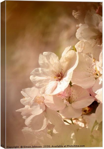  Spring Blossom Canvas Print by Simon Johnson