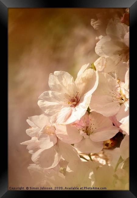  Spring Blossom Framed Print by Simon Johnson