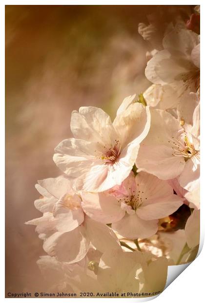  Spring Blossom Print by Simon Johnson