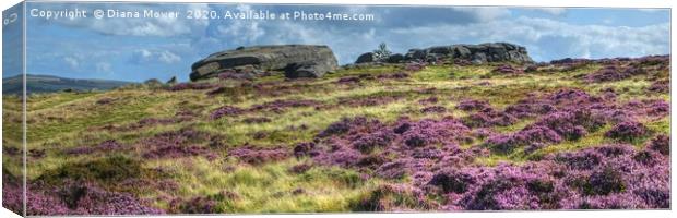 Ilkley Moor Heather panoramic Canvas Print by Diana Mower