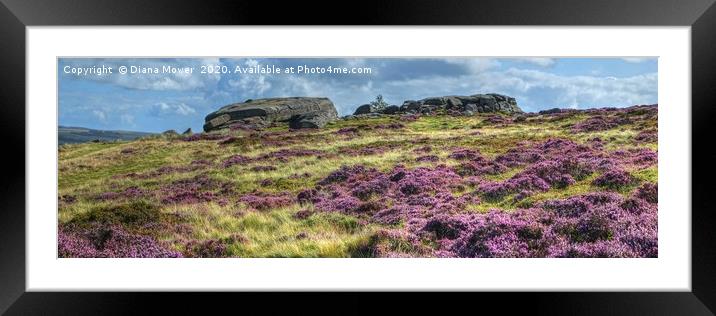 Ilkley Moor Heather panoramic Framed Mounted Print by Diana Mower