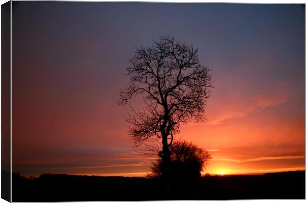 Isolated tree sunrise Canvas Print by Simon Johnson