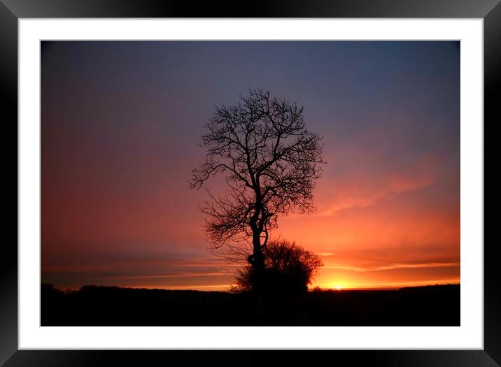 Isolated tree sunrise Framed Mounted Print by Simon Johnson